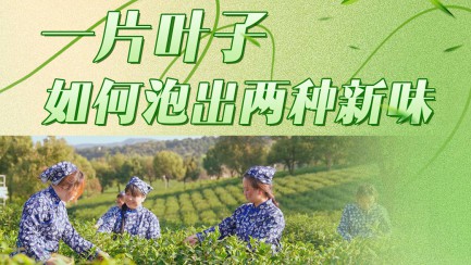 第一视点丨一片叶子如何泡出两种新味